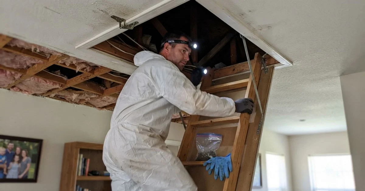 Health risks of a rodent infestation and when to call a professional