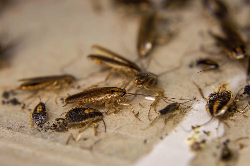 Greenhouse Termite and Pest Control