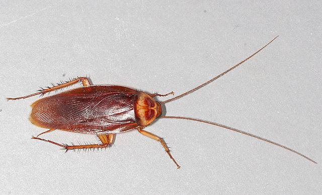Urbanex Pest Control