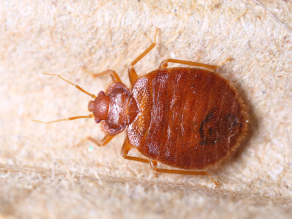 Anti-Pesto Bug Killers Inc