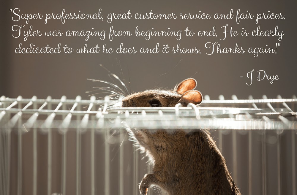 World Class Wildlife Removal & Rodent Remediation