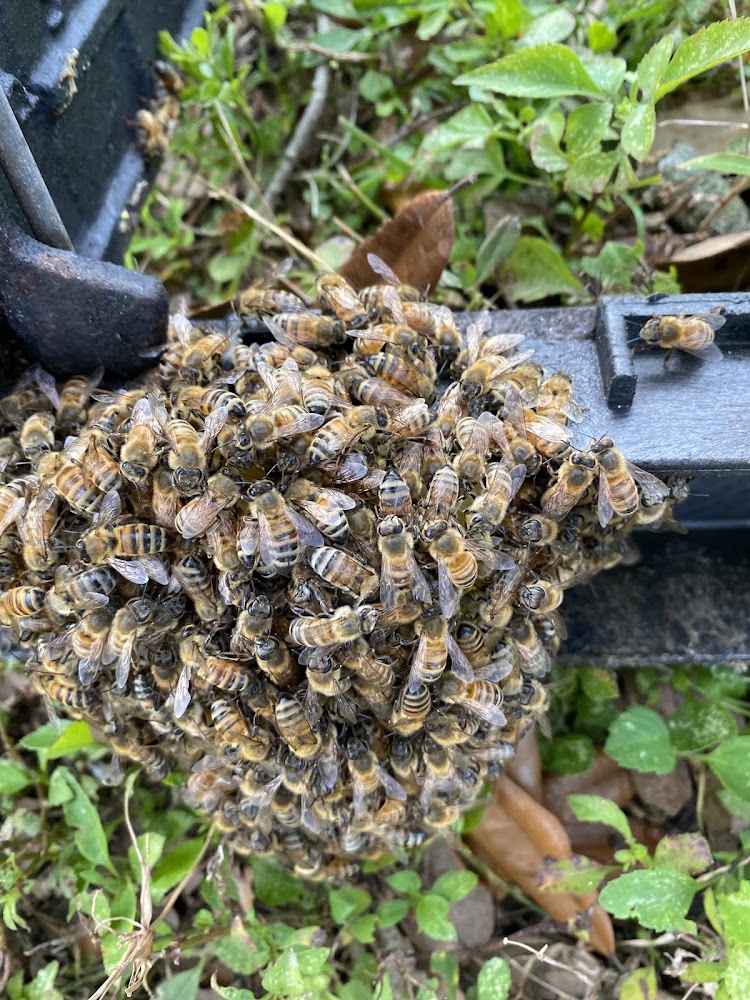 Florida Bee Removal, Inc