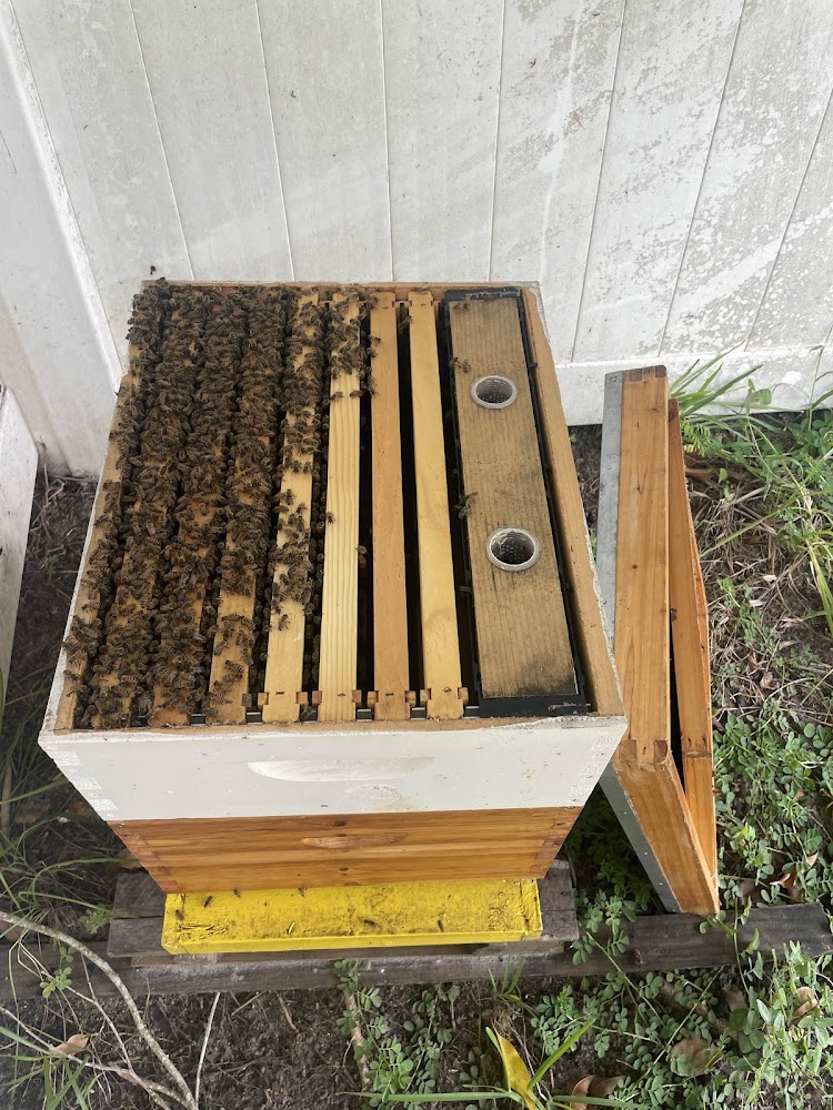 Bee Removal Corp.