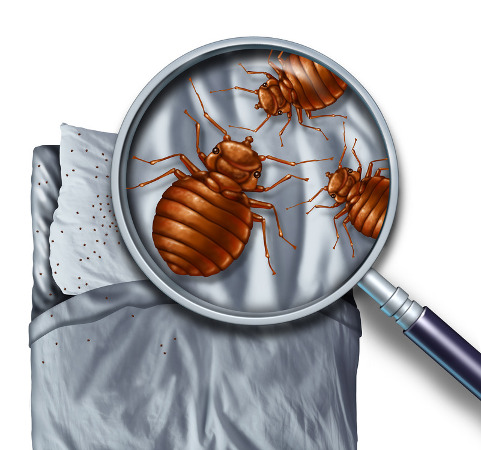 Best Pest Control of Brandon