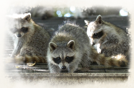 Wildlife Control