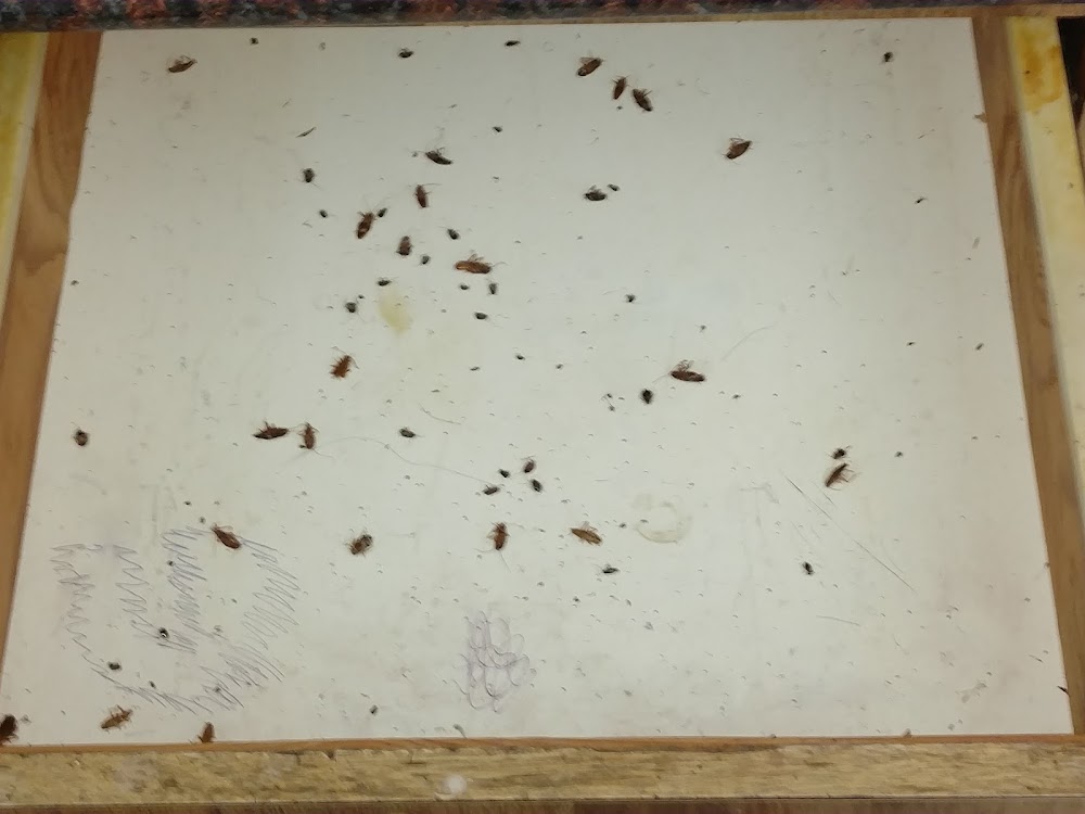 Bug Busters Do It Yourself