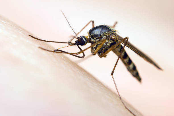 TotalPest Protectors Tampa