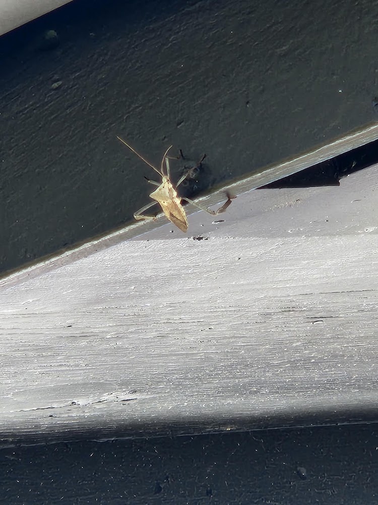 Aptive Pest Control - Tampa