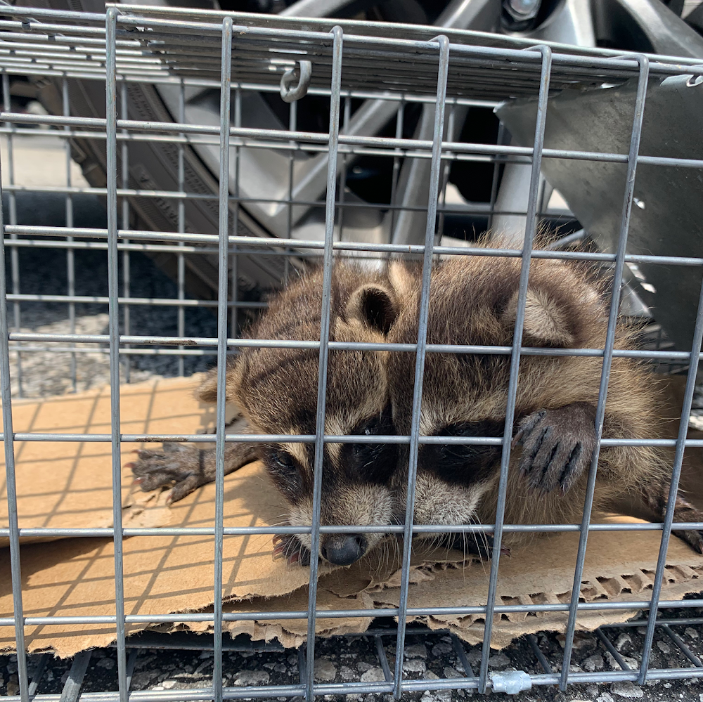 Green's Wildlife Solutions