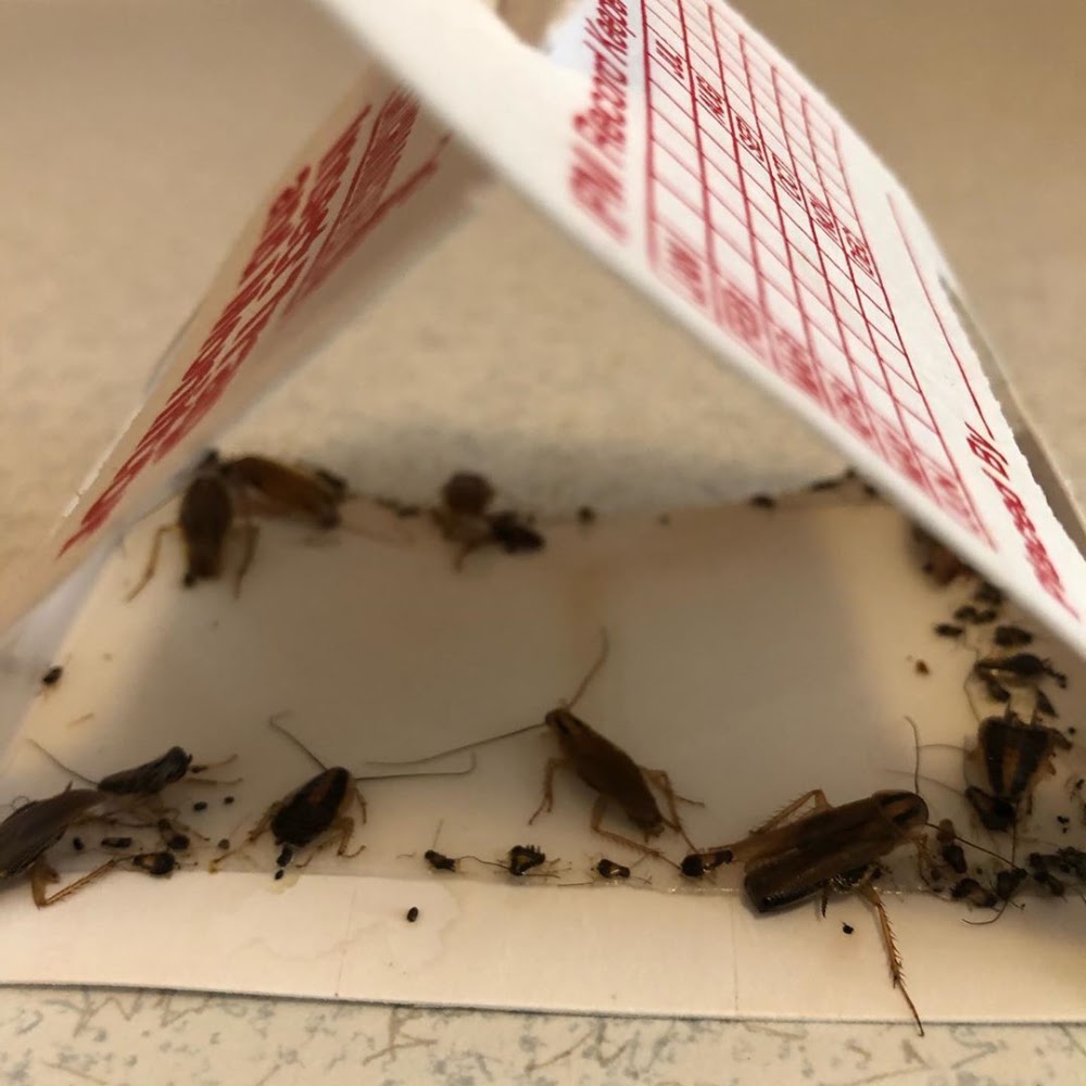 Go Tampa Pest Control