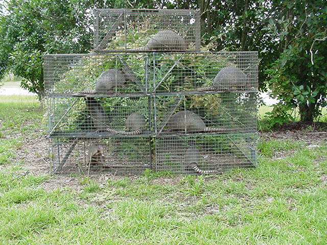 Expel Wildlife Removal