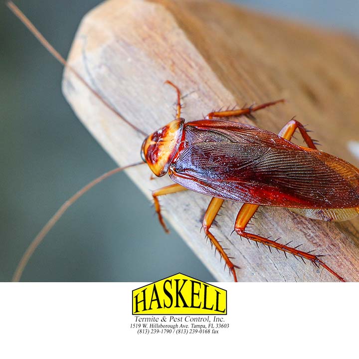 Haskell Termite & Pest Control Inc.