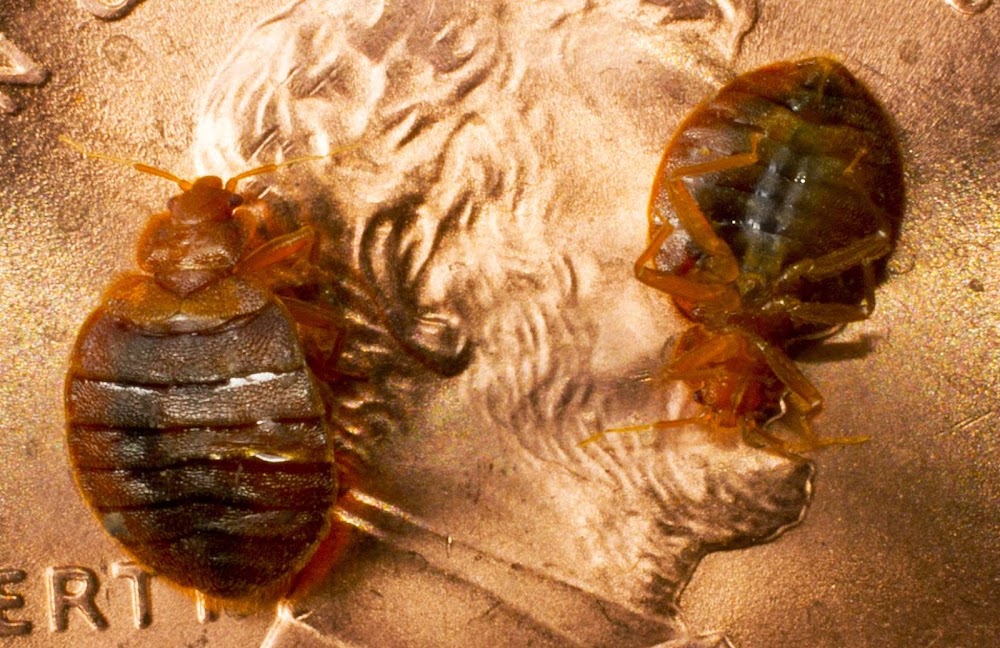 ABC Pest Control, Inc.