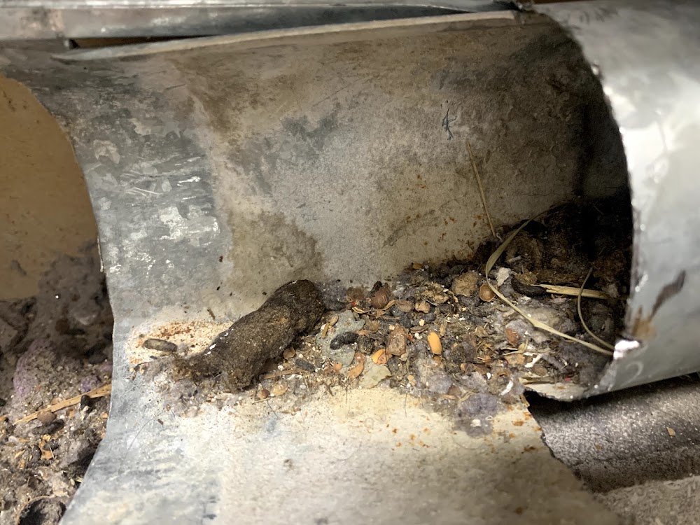 Creepy Creatures Termite And Pest Control