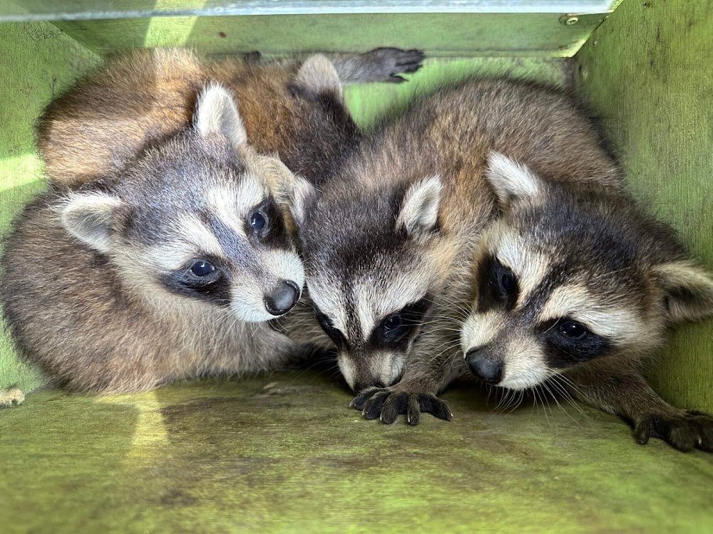 Wildlife Control Tampa