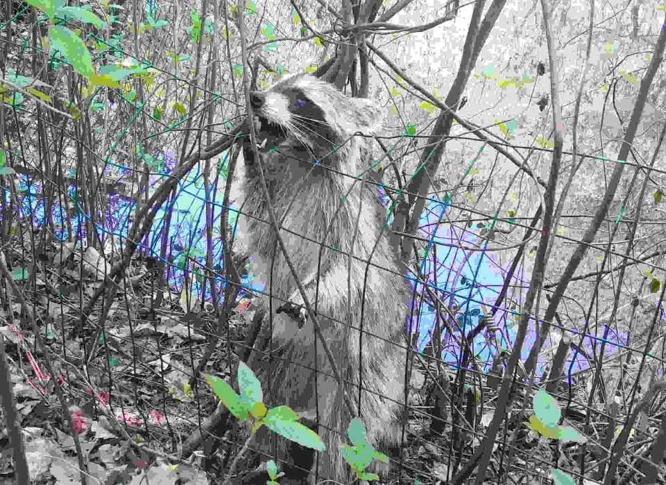 BuxMont-Wildlife-Trapping & Animal-Removal